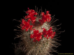 Mammillaria pondii 1508 (2)